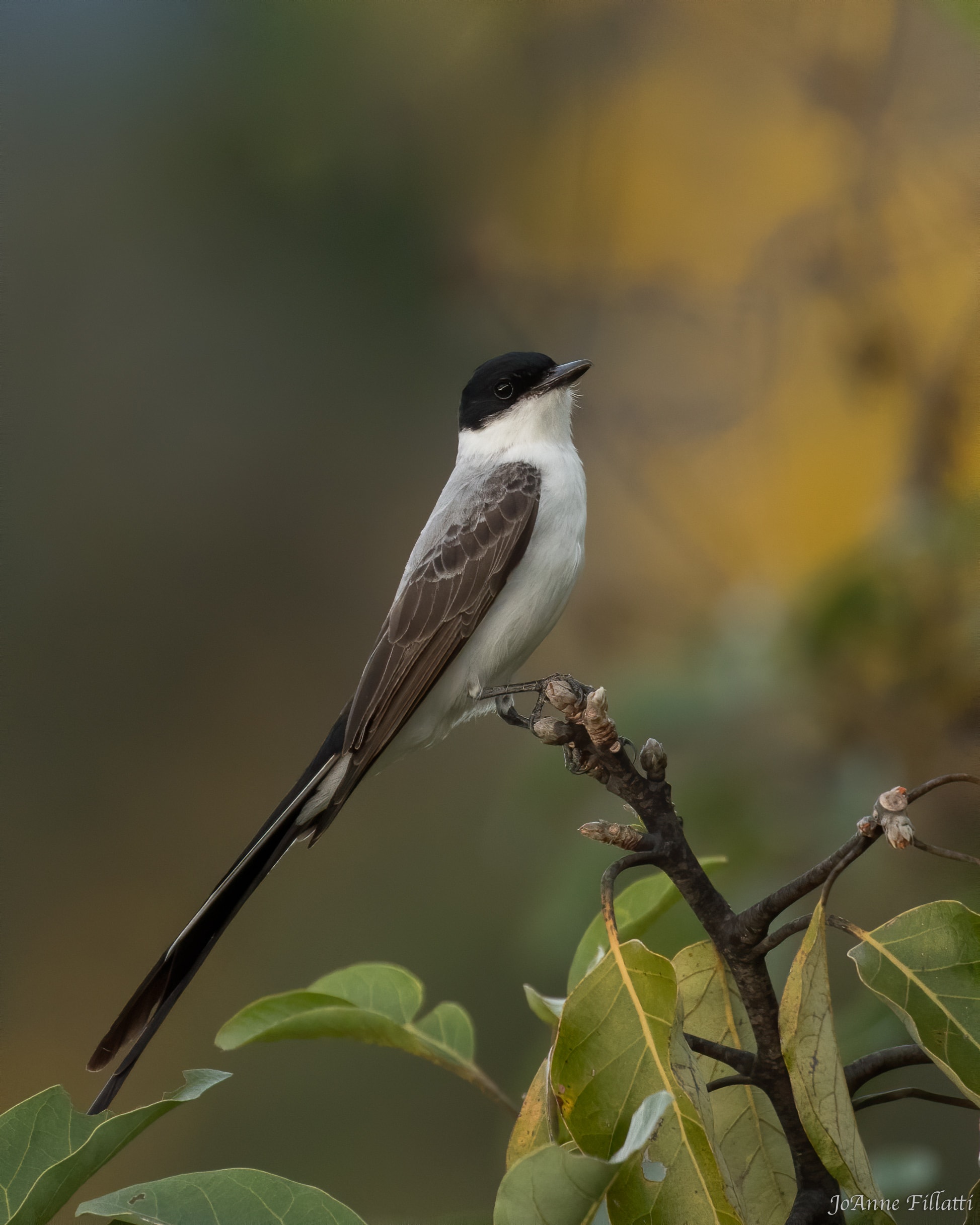 bird of colombia image 6